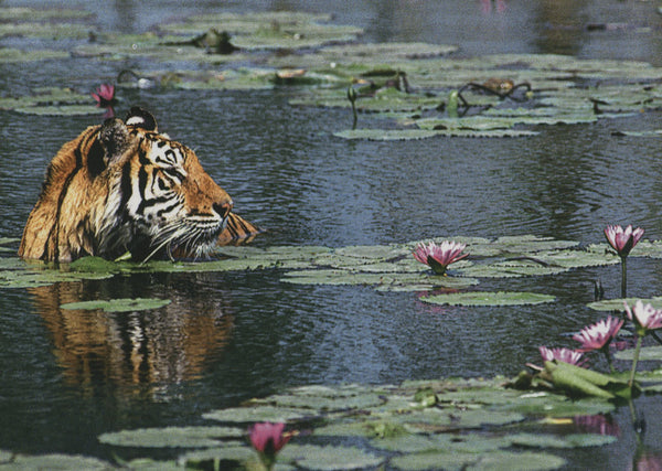 Tigre du Bengale by Denis Huot - 4 X 6 Inches (10 Postcards)