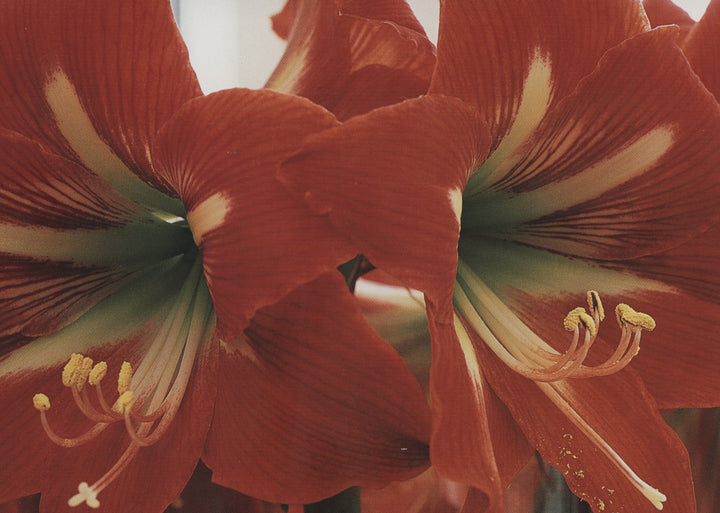 Amaryllis Rouge by Christian Sarramon - 4 X 6 Inches (10 Postcards)