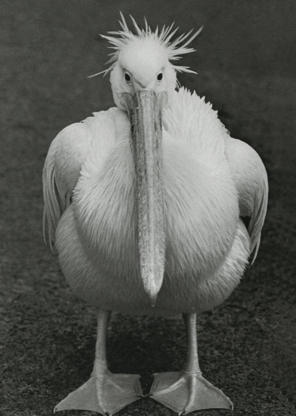 Bel Oiseau by Neil Setchfield - 4 X 6 Inches (10 Postcards)