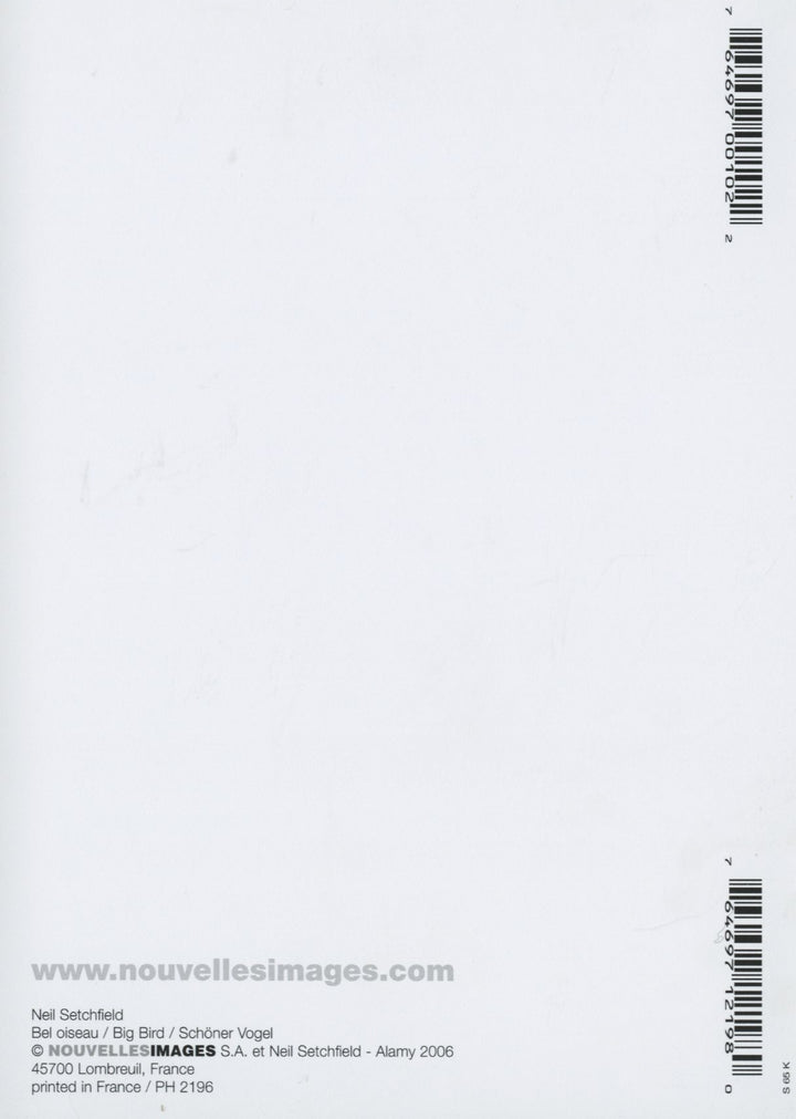 Bel Oiseau by Neil Setchfield - 4 X 6 Inches (10 Postcards)