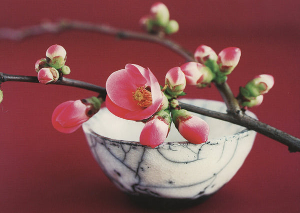 Prunus Japonica by Amélie Vuillon - 4 X 6 Inches (10 Postcards)