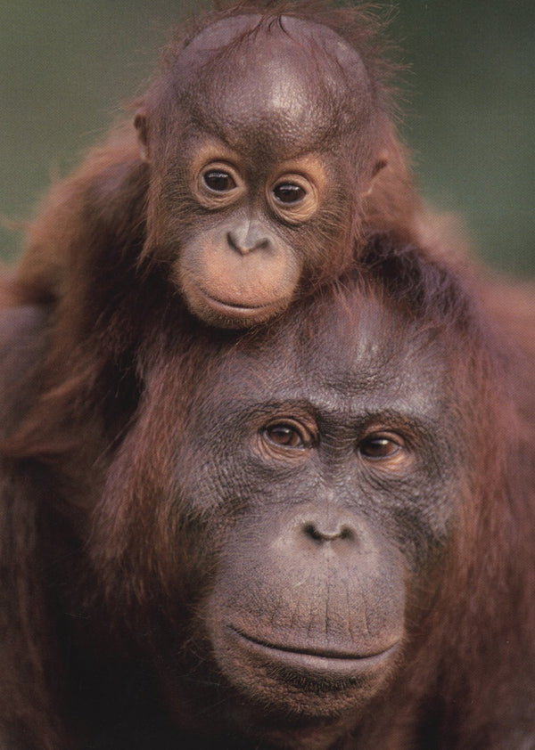 Mère Orang-Outan et son Petit, Indonésie by Cyril Ruoso - 4 X 6 Inches (10 Postcards)