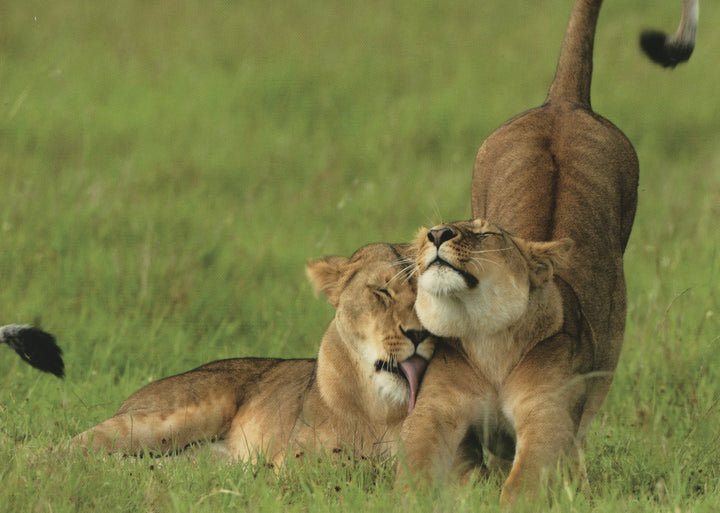 Lionnes, Masai Mara, Kenya by T.J. Rich - 4 X 6 Inches (10 Postcards)