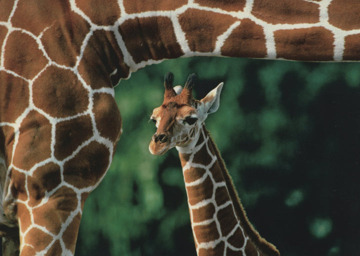 Girafon et sa Mère, Zoo de Miami by Gary Randall - 4 X 6 Inches (10 Postcards)