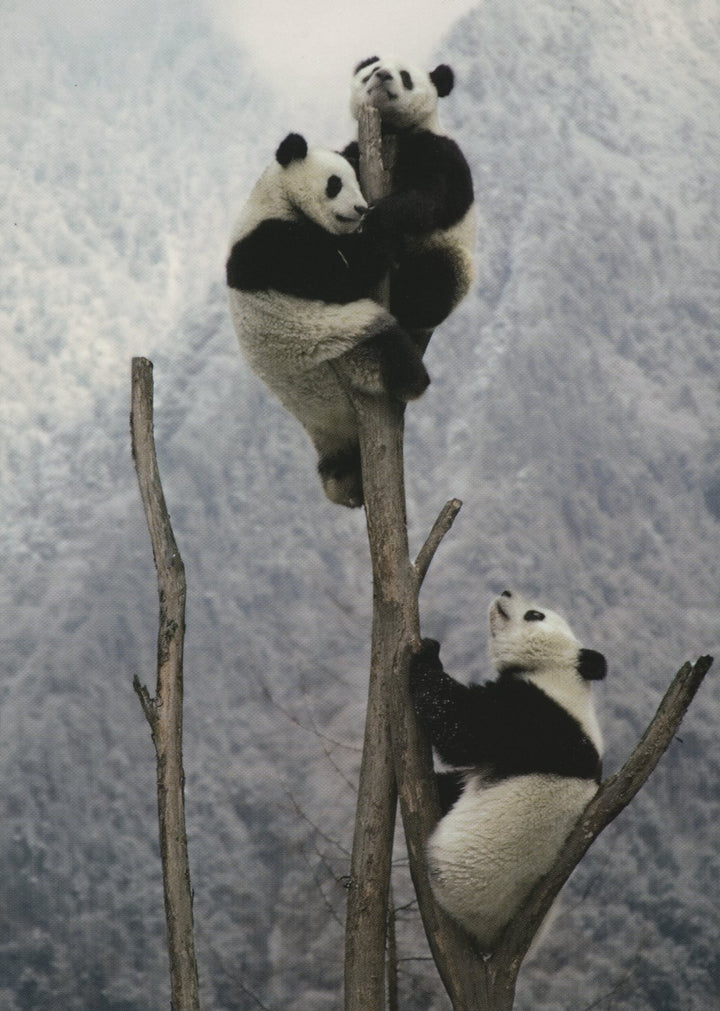 Trois Pandas by Keren Su - 4 X 6 Inches (10 Postcards)