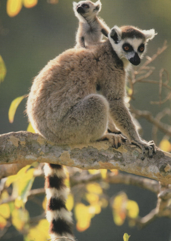 Makis Catta, Madagascar by Cyril Ruoso - 4 X 6 Inches (10 Postcards)