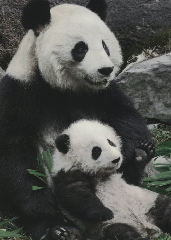 Panda Géant et son Petit by Eric Baccega - 4 X 6 Inches (10 Postcards)