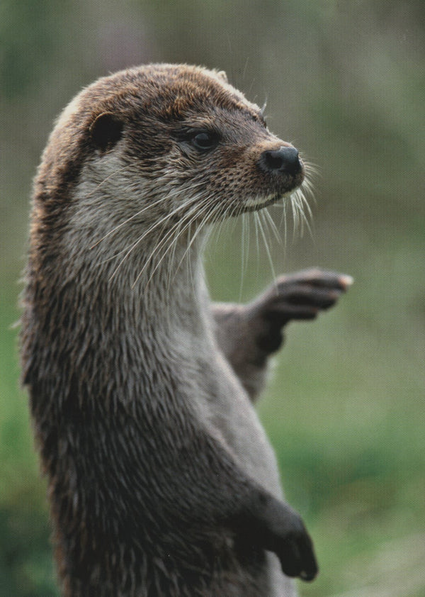 Loutre, Europe by Jorg et Petra Wegner - 4 X 6 Inches (10 Postcards)