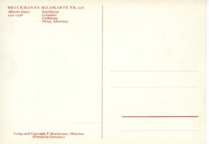 Chélidoine by Bruckmanns Bildkarte - 4 X 6 Inches (10 Postcards)