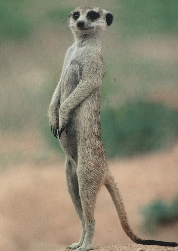 Suricate Debout - 4 X 6 Inches (10 Postcards)