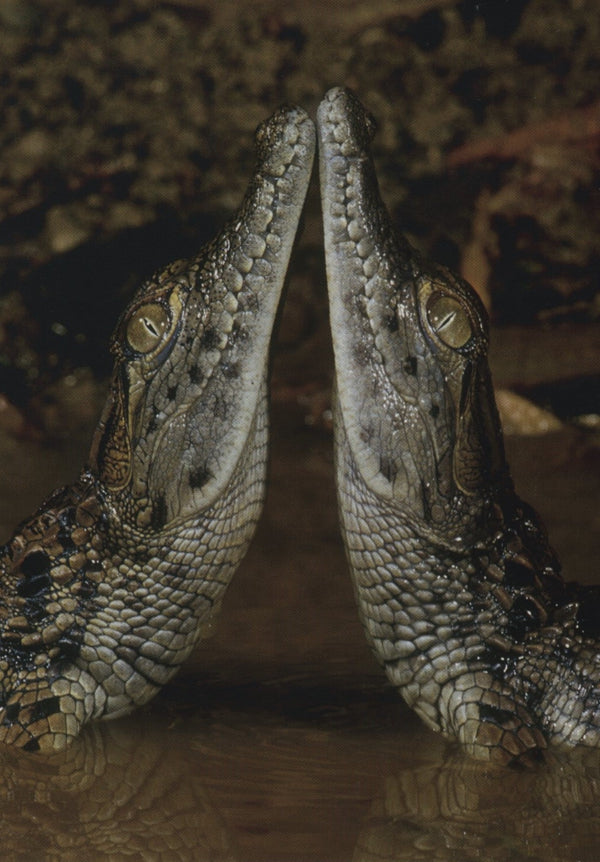 Deux Enfants Crocodiles by Joe Mc Donald - 4 X 6 Inches (10 Postcards)