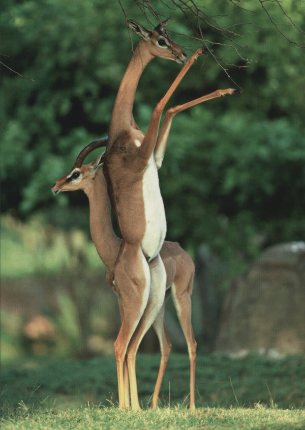 Gazelles Girafes by Stan Osolinski - 4 X 6 Inches (10 Postcards)