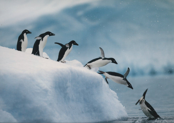 Pingouins Plongeurs by Tim Davis - 4 X 6 Inches (10 Postcards)