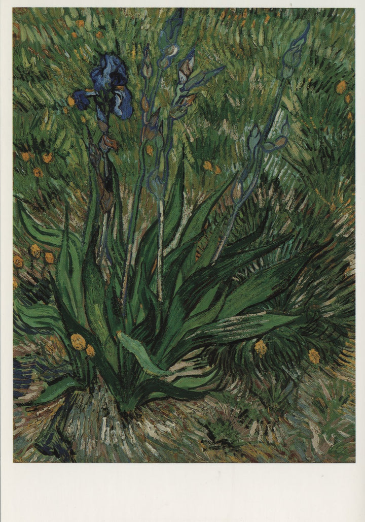 L'Iris, 1889 by Vincent Van Gogh - 4 X 6 Inches (10 Postcards)