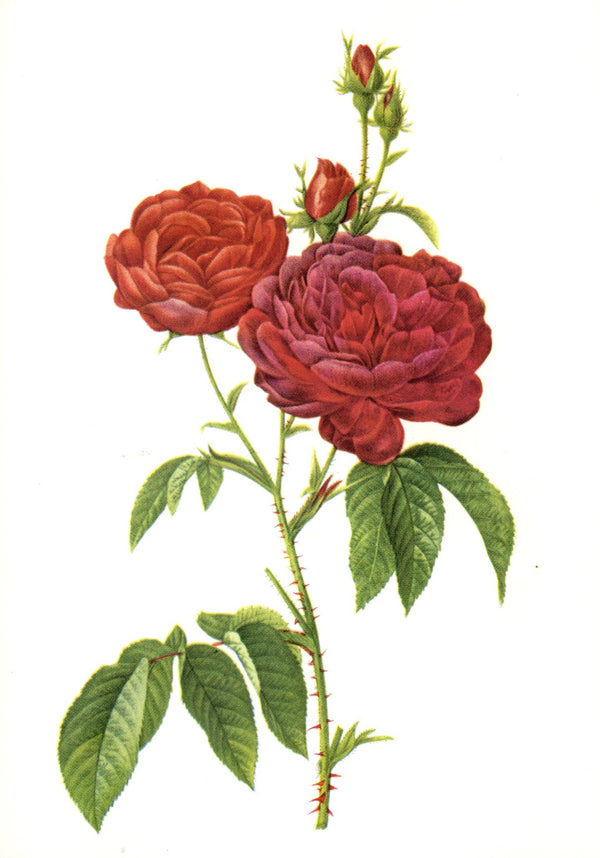 Roses by Pierre-Joseph Redouté - 4 X 6 Inches (10 Postcards)