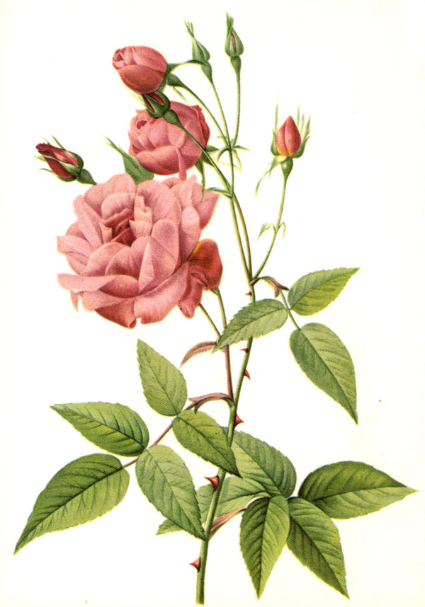 Roses by Pierre-Joseph Redouté - 4 X 6 Inches (10 Postcards)