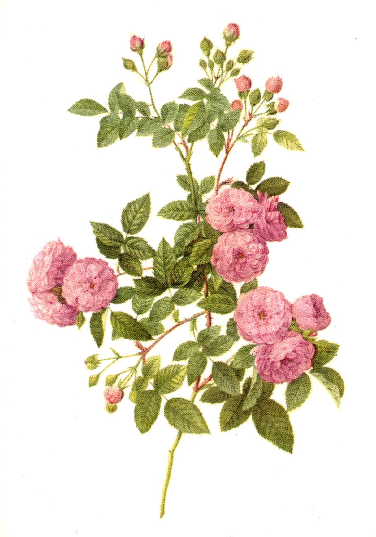 Roses by Pierre-Joseph Redouté - 4 X 6 Inches (10 Postcards