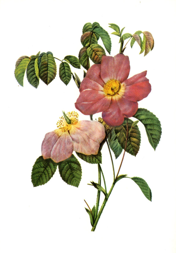 Rosa Gallica by Pierre-Joseph Redouté - 4 X 6 Inches (10 Postcards)