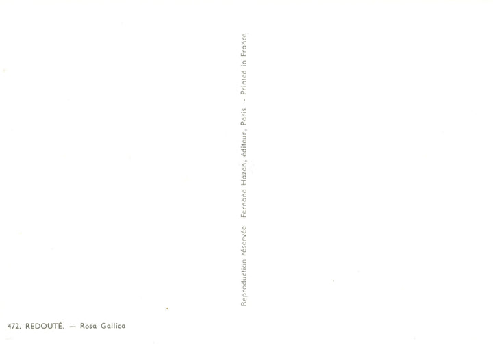 Rosa Gallica by Pierre-Joseph Redouté - 4 X 6 Inches (10 Postcards)