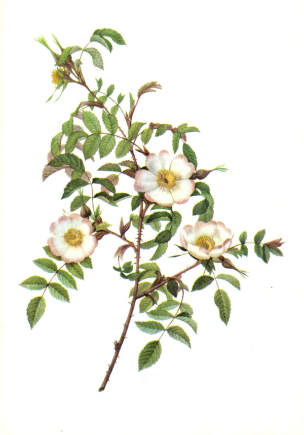 Rosa Redutea glauca by Pierre-Joseph Redouté - 4 X 6 Inches (10 Postcards)