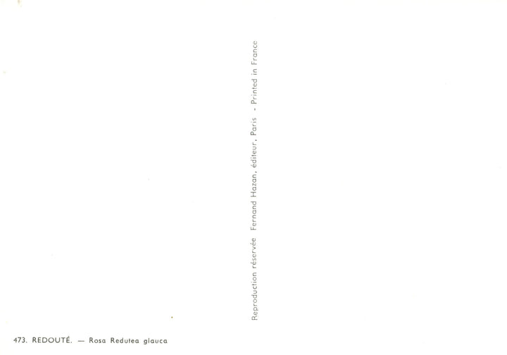 Rosa Redutea glauca by Pierre-Joseph Redouté - 4 X 6 Inches (10 Postcards)