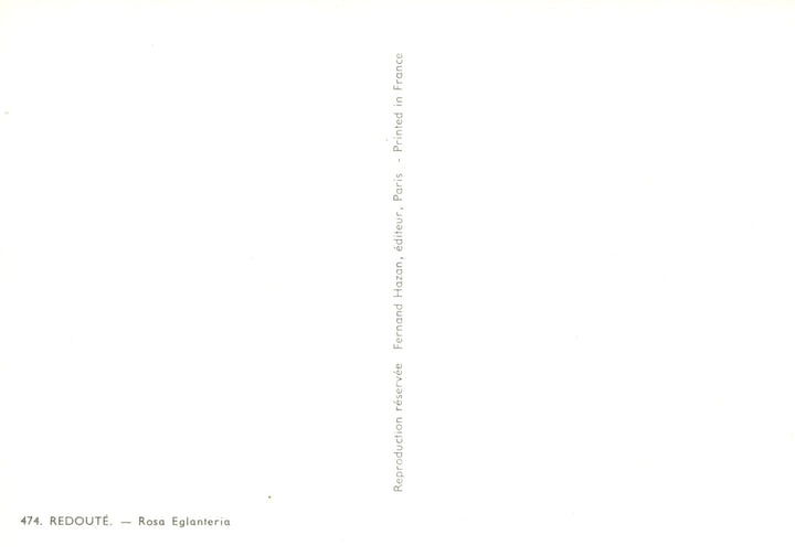 Rosa Eglanteria by Pierre-Joseph Redouté - 4 X 6 Inches (10 Postcards)