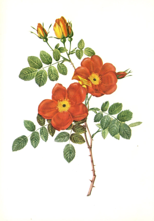 Rosa Eglanteria by Pierre-Joseph Redouté - 4 X 6 Inches (10 Postcards)