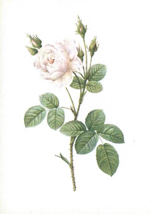 Rosa Muscosa by Pierre-Joseph Redouté - 4 X 6 Inches (10 Postcards)