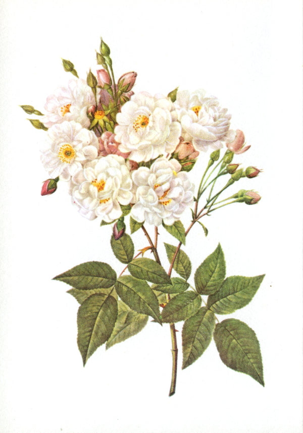 Rosa Noisettiana by Pierre-Joseph Redouté
