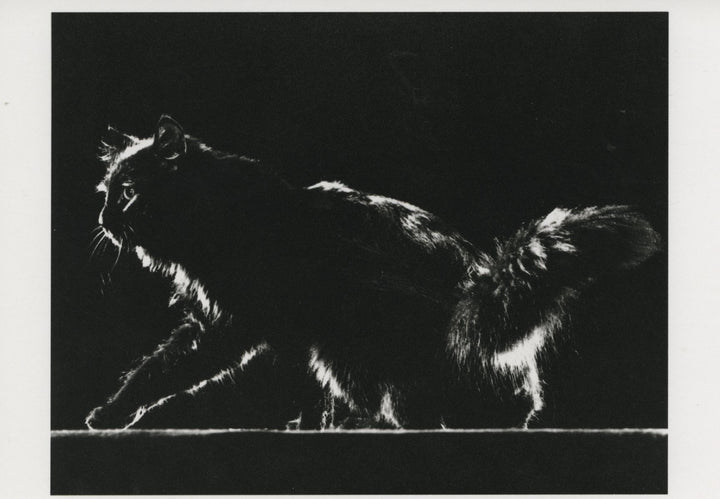 Blackie aux Aguets by Gjon Mili - 4 X 6 Inches (10 Postcards)