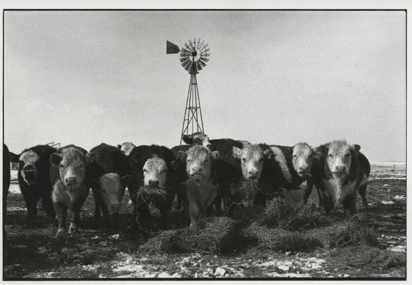 Bob Brent's Cattle by Martin H.M. Schreiber - 4 X 6 Inches (10 Postcards)