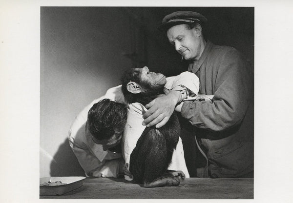 Auscultation d'un Chimpanzé Fiévreux by Robert Doisneau - 4 X 6 Inches (10 Postcards)