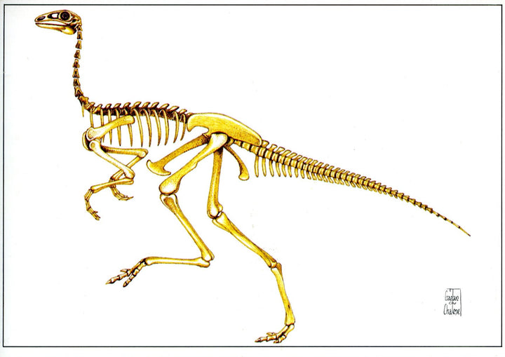 Struthiomimus, Squelette by Gaetan du Chatenet - 4 X 6 Inches (10 Postcards)