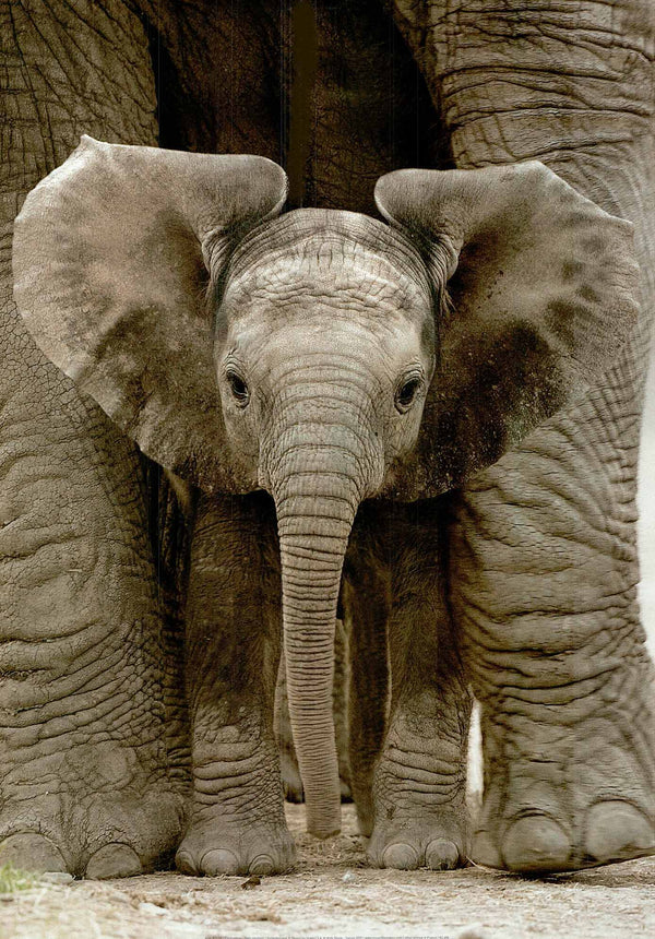 Baby Elephant by Andy Rouse - 20 X 28 Inches (Art Print)