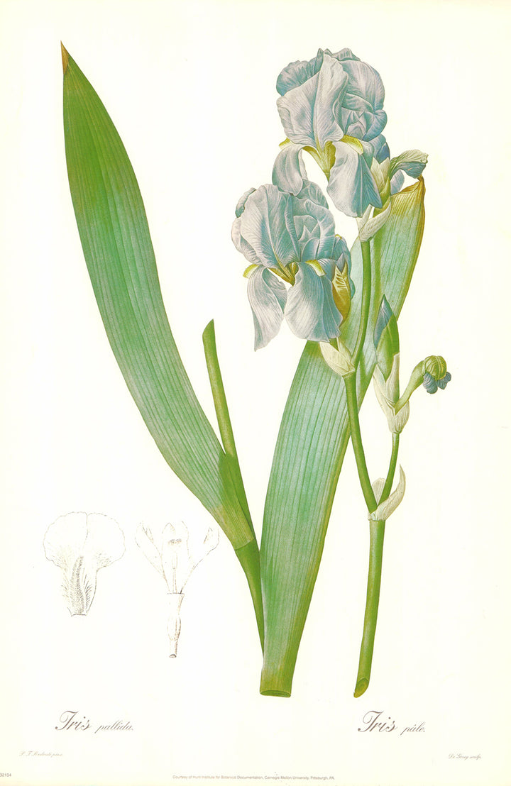 Iris Pallida by P. J. Redoute - 14 X 21 Inches (Art Print)