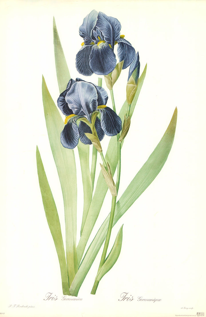 Iris Germanica by P. J. Redoute - 14 X 21 Inches (Art Print)