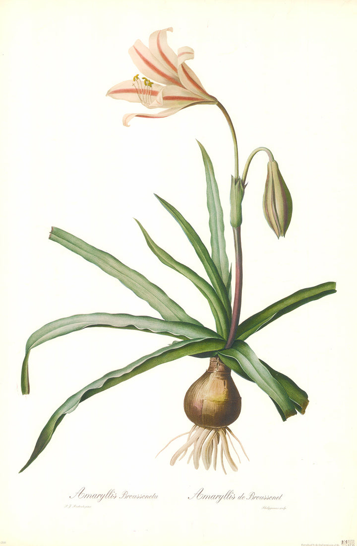 Amaryllis Broussonetu by Pierre-Joseph Redouté - 14 X 21 Inches (Art Print)