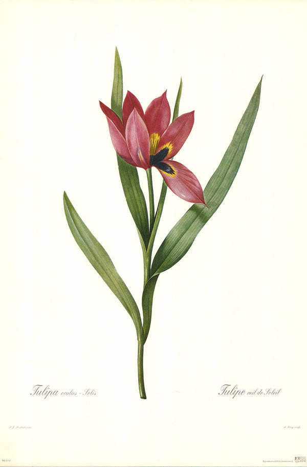 Tulipa Oculus Folis by P. J. Redoute - 14 X 21 Inches (Art Print)