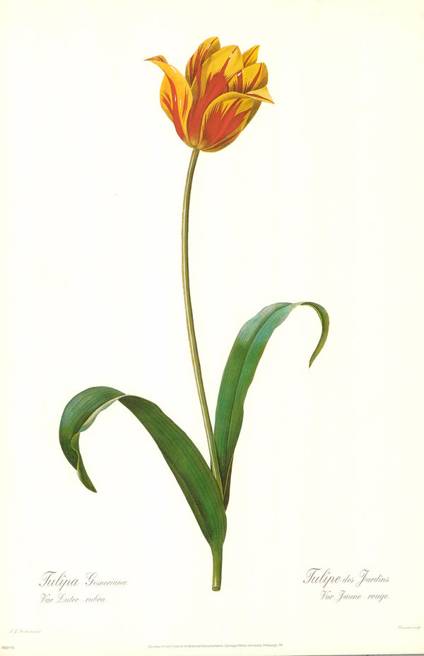 Tulipe de Gesner Luteo-Rubra, by Pierre-Joseph Redouté - 16 X 20 Inches (Art Print)