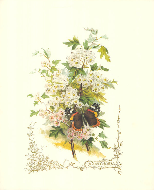 Hawthorn (Victorian Flowers), by Paul Jerand - 14 X 17 Inches (Art Print)