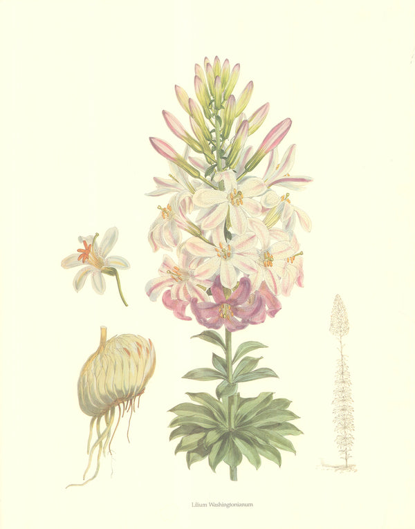 Lilium Washingtonianum - 19 X 25 Inches (Art Print)