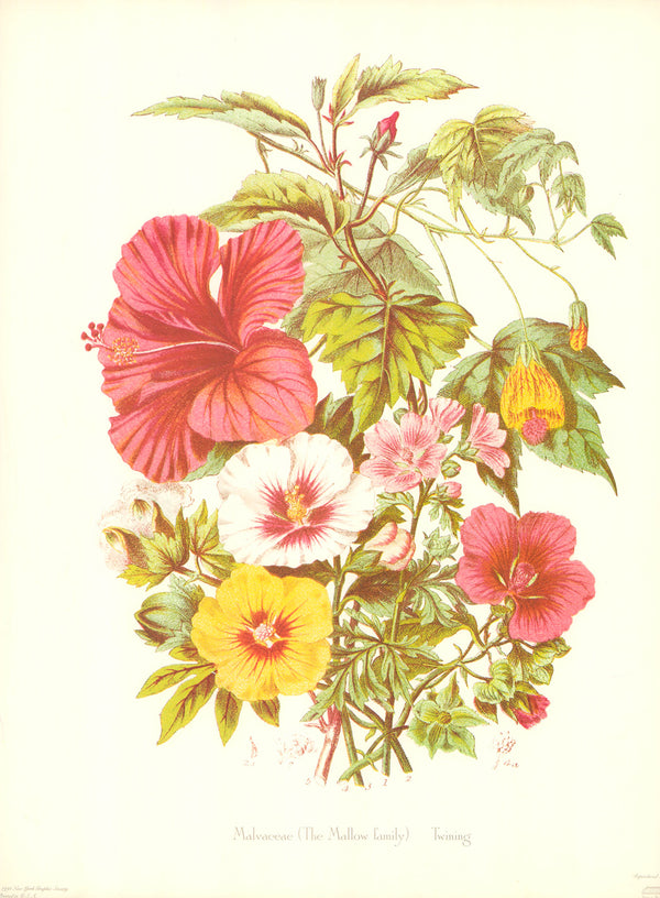 Malvaceae by Twining - 15 X 20 Inches (Art Print)