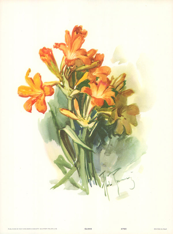 Clivia by Aldo Raimondi - 10 X 13 Inches (Art Print)