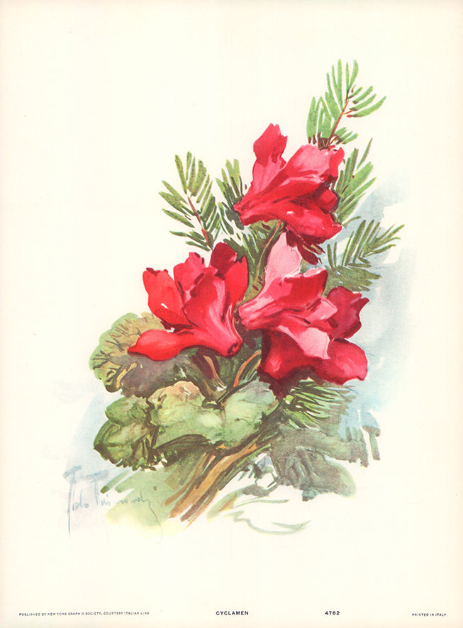 Cyclamen by Aldo Raimondi - 10 X 13 Inches (Art Print)