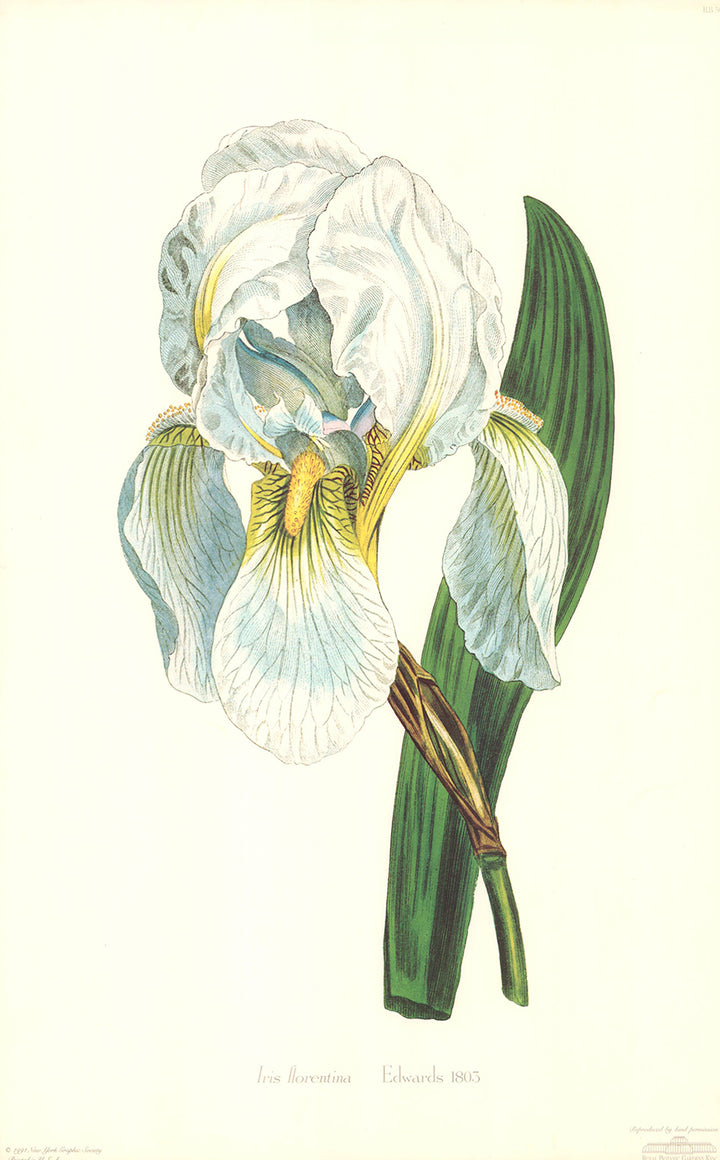 Iris Florentina, 1803 Sydenham Edwards - 14 X 21 Inches (Art Print)