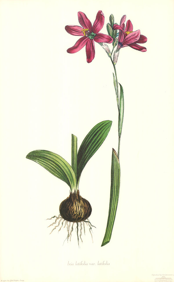 Ixia Latifolia, 1807 Sydenham Edwards - 14 X 21 Inches (Art Print)