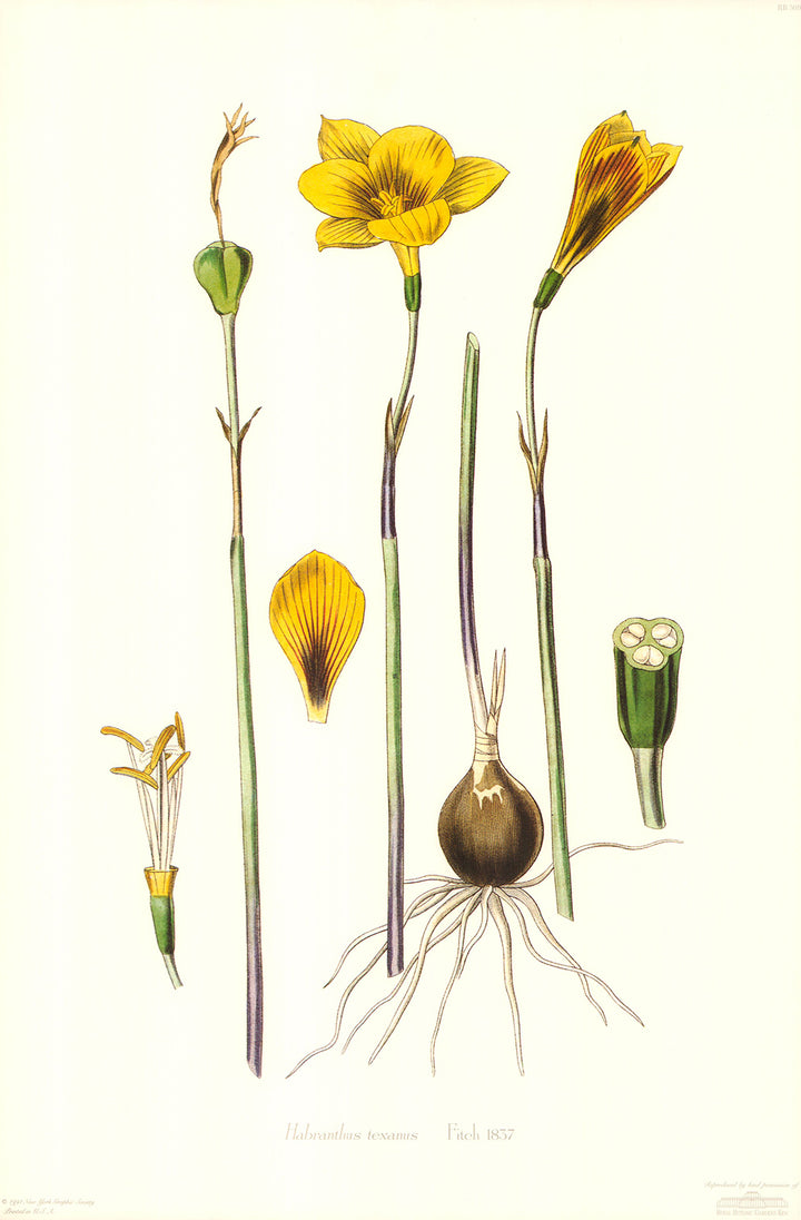 Habranthus Texanus, 1837 by Fitch - 14 X 21 Inches (Art Print)