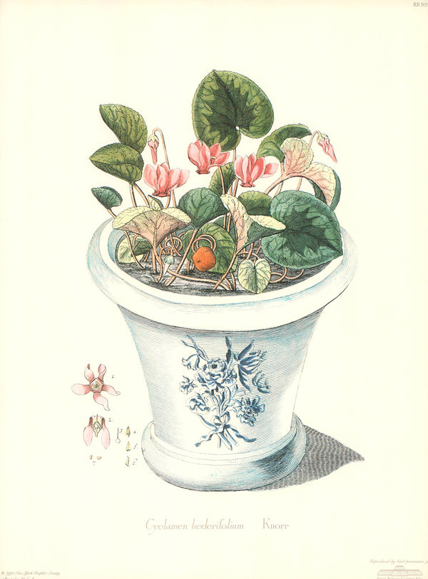 Cyclamen Hederifolium by Knorr - 11 X 16 Inches (Art Print)