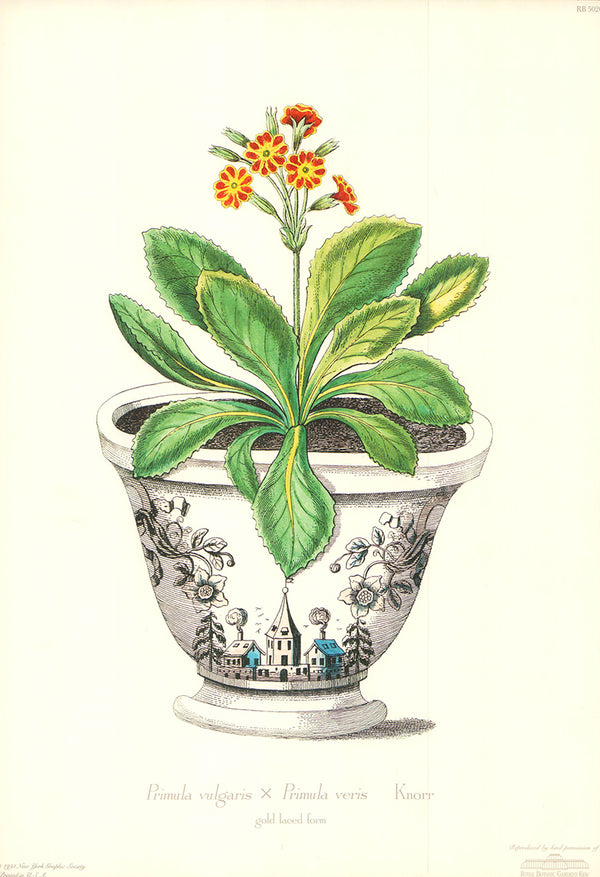 Primula Vulgaris by Knorr - 11 X 16 Inches (Art Print)