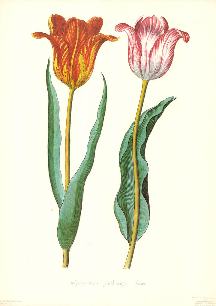 Tulipa Cultivar of Hybrid Origin by Knorr - 15 X 20 Inches (Art Print)